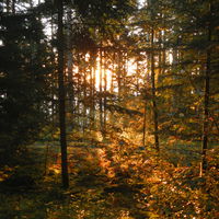 Bild vergrößern: Sonnenaufgang durch einen Waldbestand