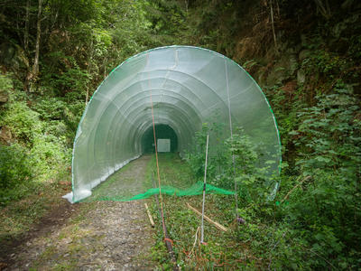 Bild vergrößern: Mit dieser provisorischen Variante der geplanten Kammerlösung untersucht der Landkreis Calw derzeit mögliche Auswirkungen der geplanten räumlichen Veränderung vor und in den Tunneln auf das Verhalten der Fledermäuse. 