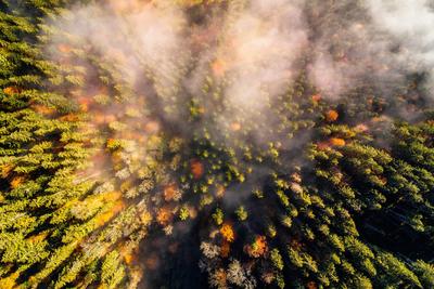 Bild vergrößern: Waldgebiet bei Neubulach