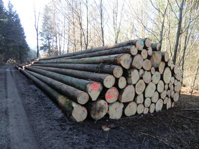 Fortbildungsangebot: Holzsortierung im Privatwald