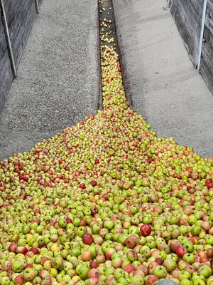 Mehrpreis für Äpfel von der Streuobstwiese